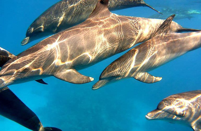 2-tägiger Schnorchelausflug zum Sataya Dolphin Reef von El Quseir