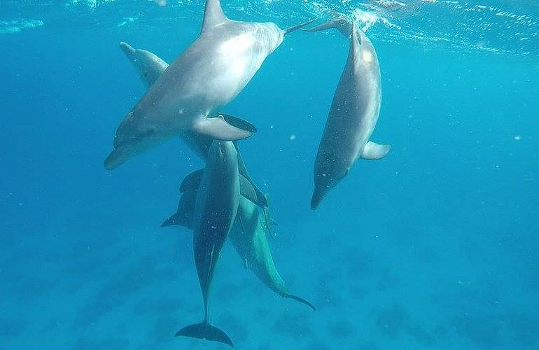 Schnorchelausflug zum Dolphin House Reef (Sha'ab Samadai) ab El Quseir