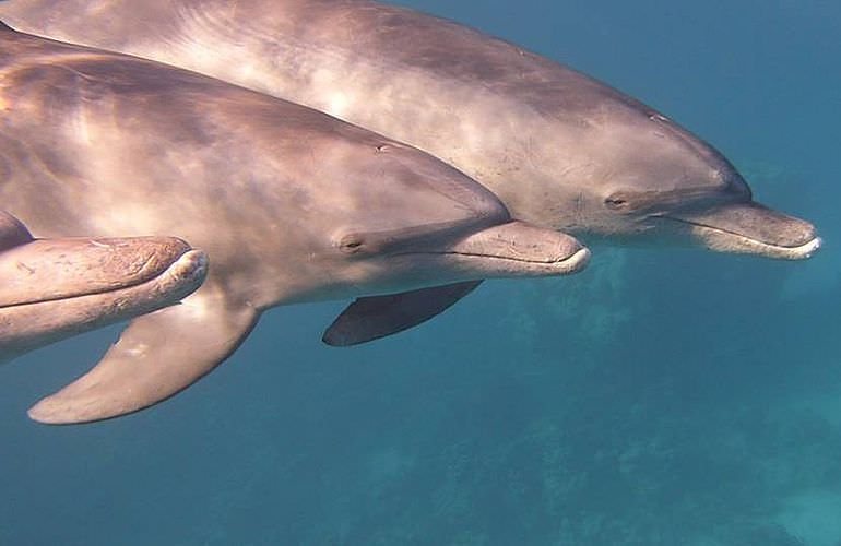 Schnorchelausflug zum Sataya Dolphin Reef von El Quseir aus