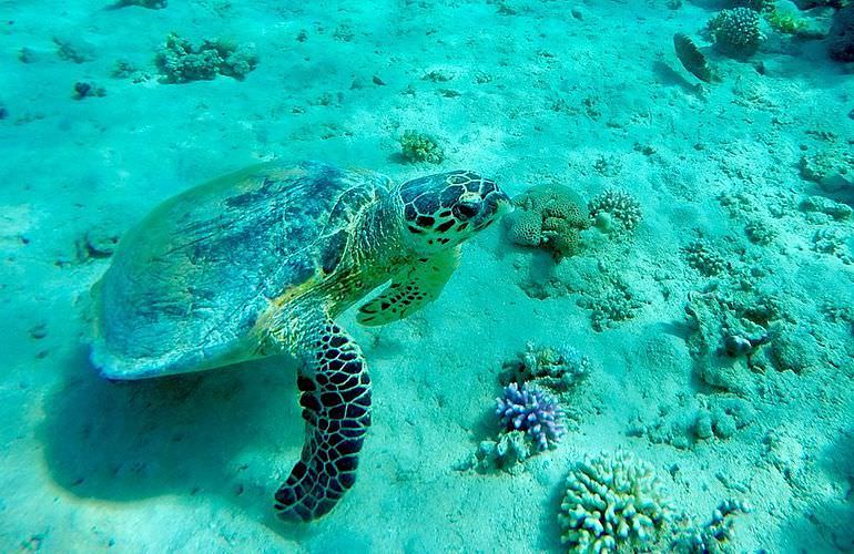 Dolphin House Reef - Ganztägiger Schnorchelausflug ab El Quseir 