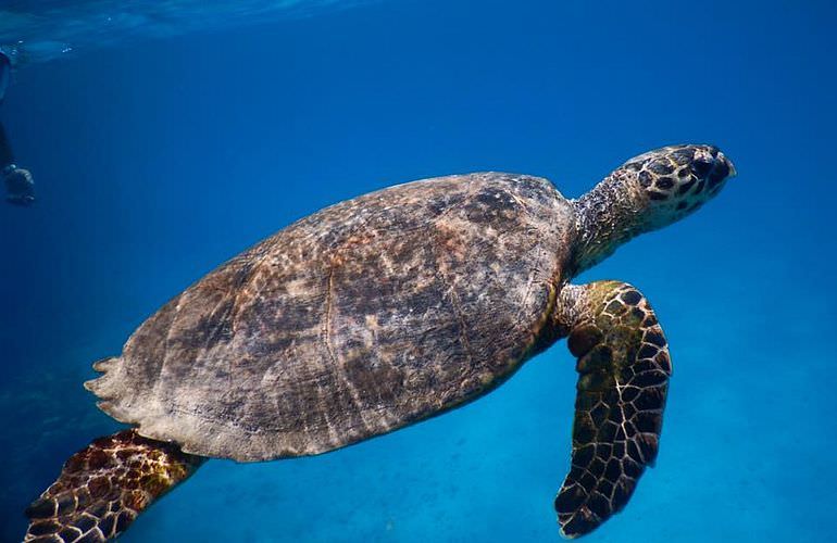 Delfinschwimmen in El Quseir- Begegnung mit Delfinen in freier Wildbahn