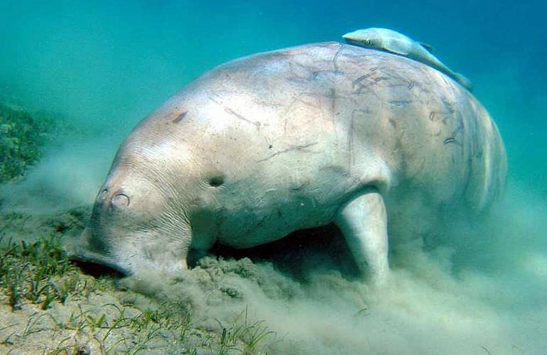 Delfin Tour in El Quseir - Schwimmen mit freilebenden Delfinen