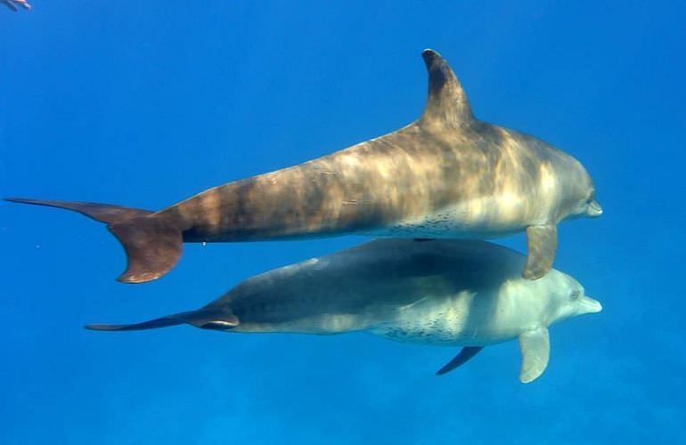 Sataya Dolphin Reef - Ausflug zum Schnorcheln ab El Quseir