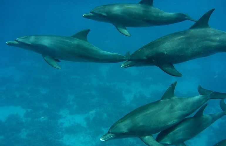 2-tägiger Schnorchelausflug zum Sataya Dolphin Reef von El Quseir