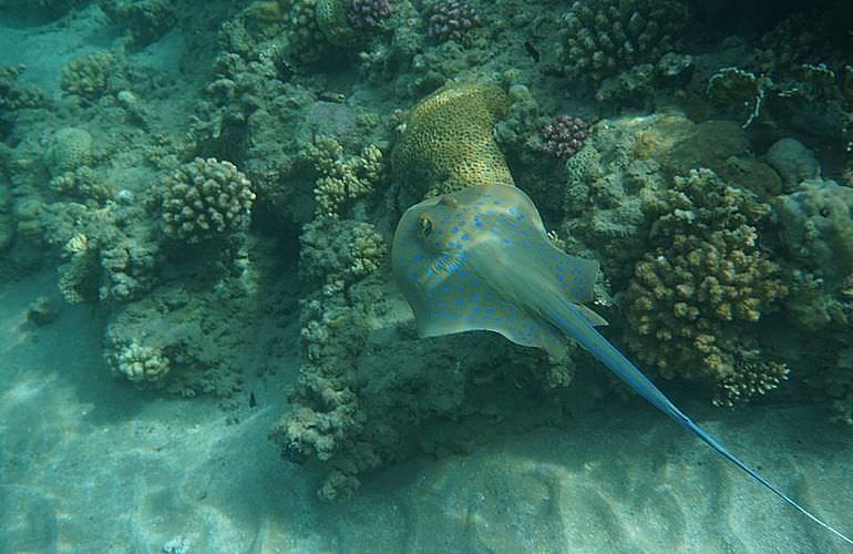 Schnorcheln Dolphin House & Ganztägiger Bootsausflug ab El Quseir 