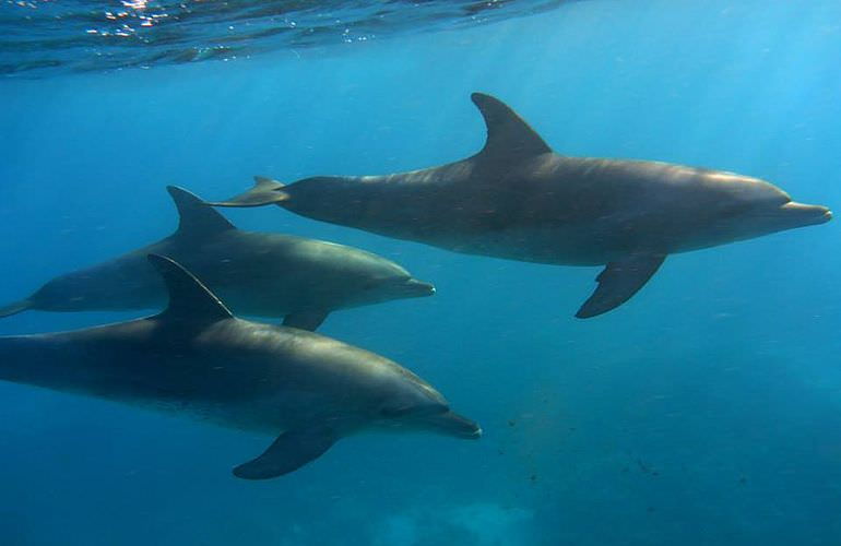 Schnorchelausflug zum Dolphin House Reef (Sha'ab Samadai) ab El Quseir