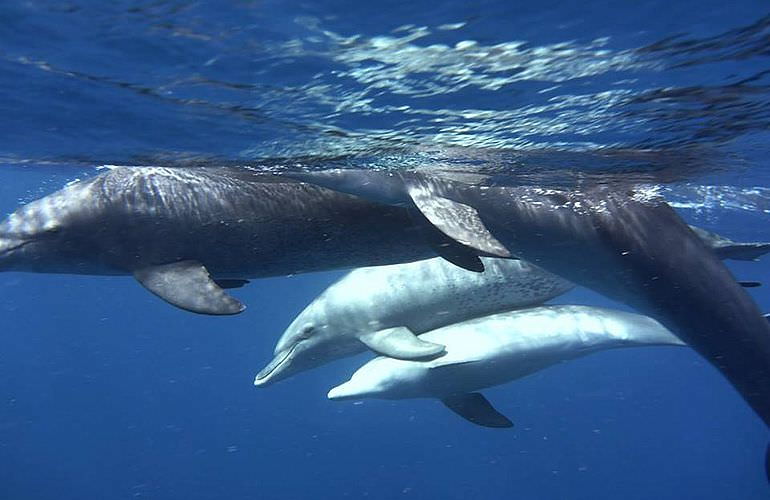 Schnorchelausflug zum Sataya Dolphin Reef von El Quseir aus