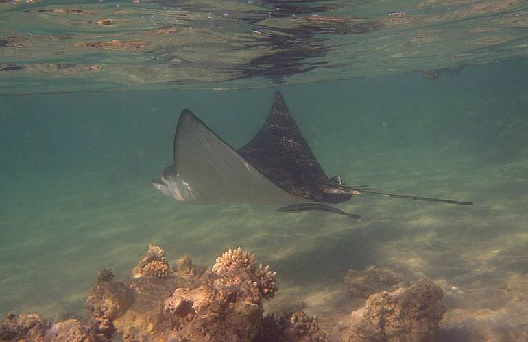 Dolphin House Reef - Ganztägiger Schnorchelausflug ab El Quseir 