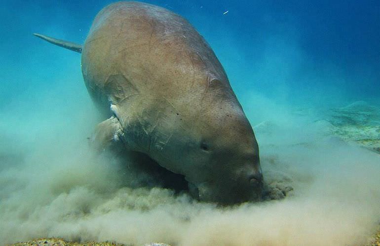 Delfinschwimmen in El Quseir- Begegnung mit Delfinen in freier Wildbahn