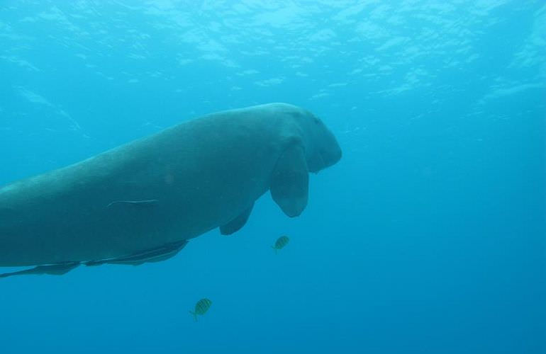 Dolphin House Reef - Ganztägiger Schnorchelausflug ab El Quseir 