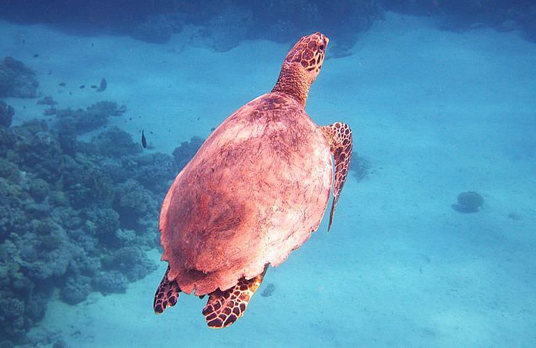 Schnorchelausflug zum Sataya Dolphin Reef von El Quseir aus