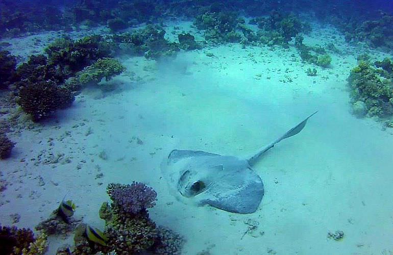 Delfin Tour in El Quseir - Schwimmen mit freilebenden Delfinen