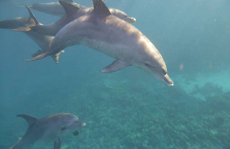 2-tägiger Schnorchelausflug zum Sataya Dolphin Reef von El Quseir