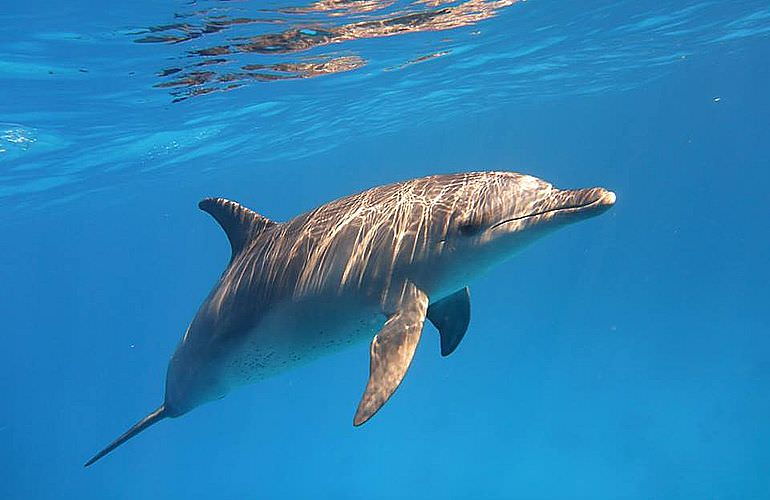 Sataya Dolphin Reef - Ausflug zum Schnorcheln ab El Quseir