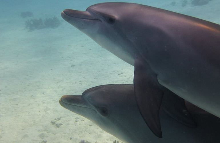 Dolphin House Reef - Ganztägiger Schnorchelausflug ab El Quseir 