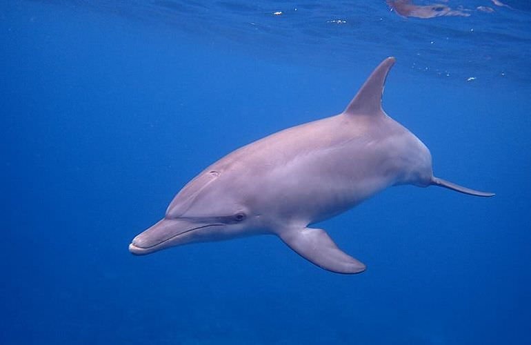 Delfin Tour in El Quseir - Schwimmen mit freilebenden Delfinen