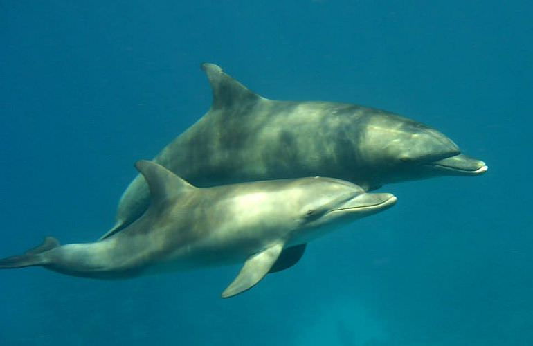 Delfinschwimmen in El Quseir- Begegnung mit Delfinen in freier Wildbahn