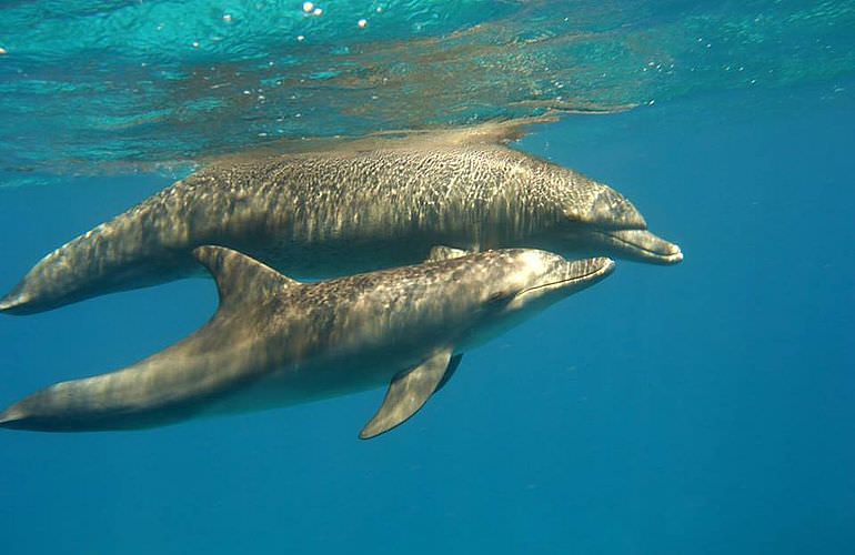 Schnorcheln Dolphin House & Ganztägiger Bootsausflug ab El Quseir 