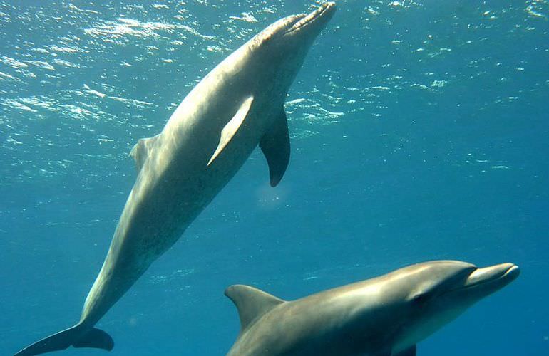 Schnorchelausflug zum Sataya Dolphin Reef von El Quseir aus