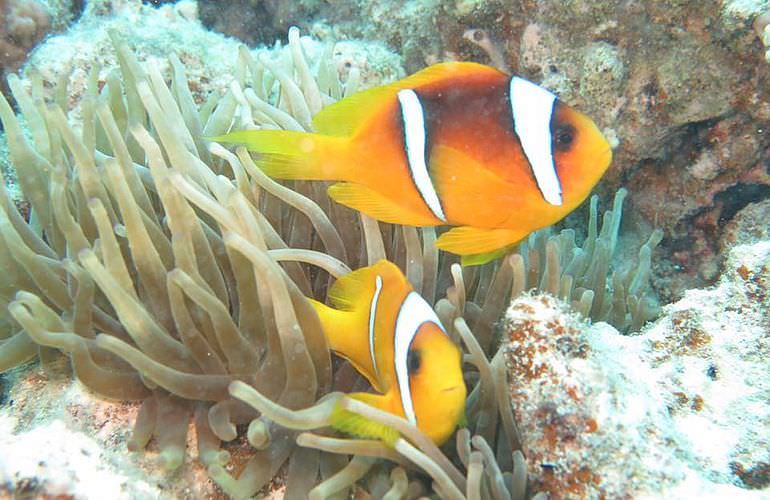 Delfinschwimmen in El Quseir- Begegnung mit Delfinen in freier Wildbahn