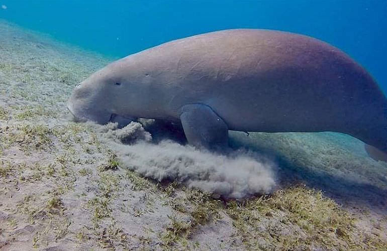 Sataya Dolphin Reef - Ausflug zum Schnorcheln ab El Quseir