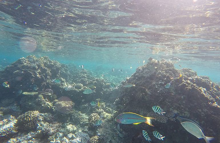 Dolphin House Reef - Ganztägiger Schnorchelausflug ab El Quseir 