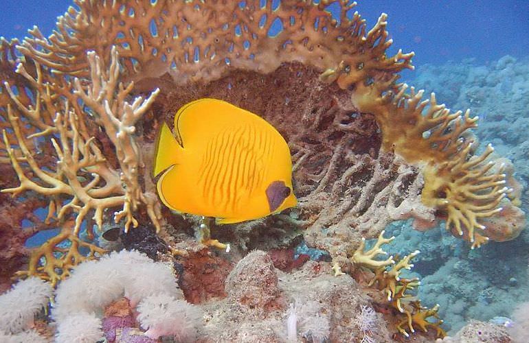 Delfin Tour in El Quseir - Schwimmen mit freilebenden Delfinen