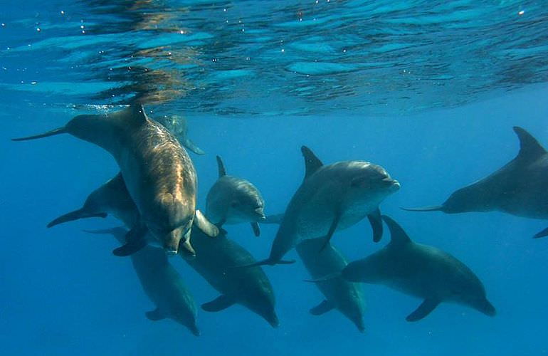 2-tägiger Schnorchelausflug zum Sataya Dolphin Reef von El Quseir