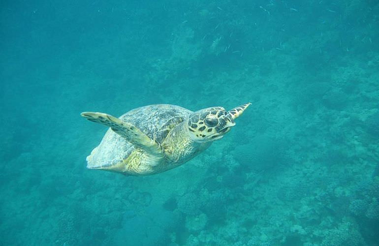 Schnorchelausflug zum Dolphin House Reef (Sha'ab Samadai) ab El Quseir