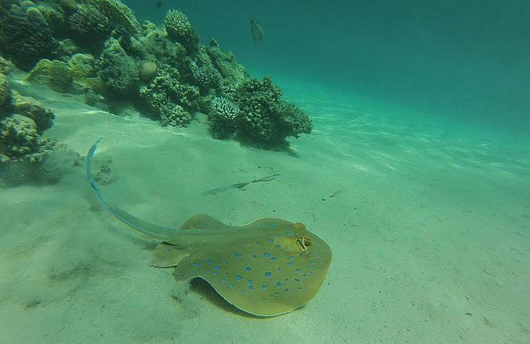 Schnorchelausflug zum Sataya Dolphin Reef von El Quseir aus