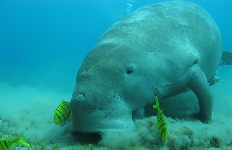 Schnorchelausflug zum Dolphin House Reef (Sha'ab Samadai) ab El Quseir