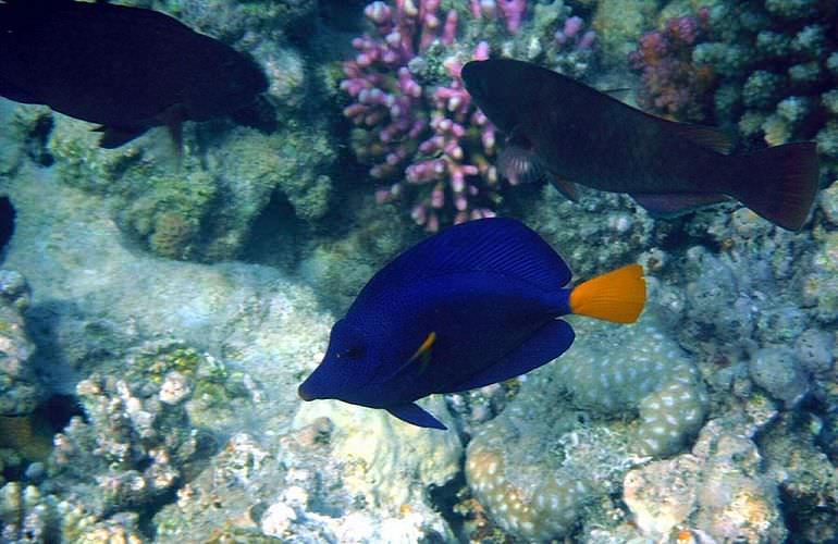 Dolphin House Reef - Ganztägiger Schnorchelausflug ab El Quseir 