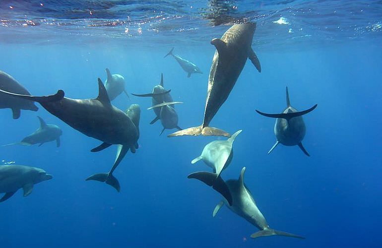 2-tägiger Schnorchelausflug zum Sataya Dolphin Reef von El Quseir