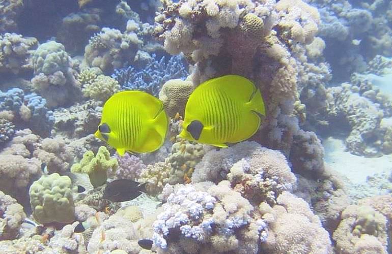 Dolphin House Reef - Ganztägiger Schnorchelausflug ab El Quseir 