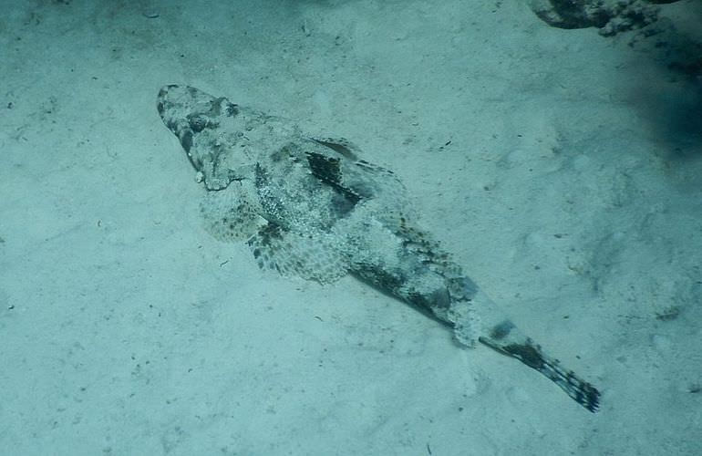 Delfinschwimmen in El Quseir- Begegnung mit Delfinen in freier Wildbahn