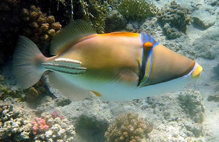 Delfin Tour in El Quseir - Schwimmen mit freilebenden Delfinen