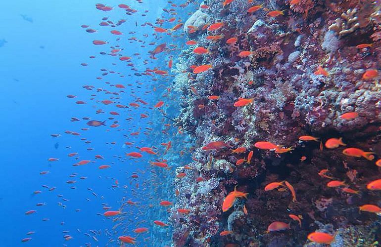 Dolphin House Reef - Ganztägiger Schnorchelausflug ab El Quseir 