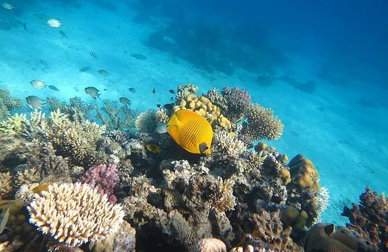 Delfin Tour in El Quseir - Schwimmen mit freilebenden Delfinen