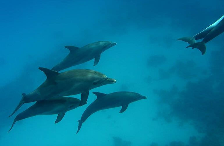 2-tägiger Schnorchelausflug zum Sataya Dolphin Reef von El Quseir