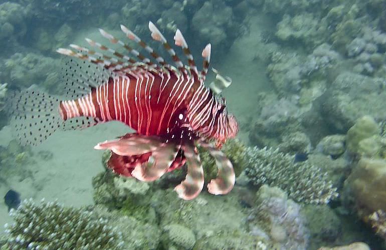 Sataya Dolphin Reef - Ausflug zum Schnorcheln ab El Quseir