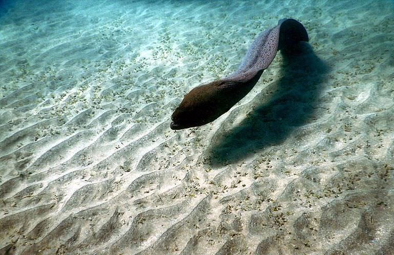 Delfinschwimmen in El Quseir- Begegnung mit Delfinen in freier Wildbahn