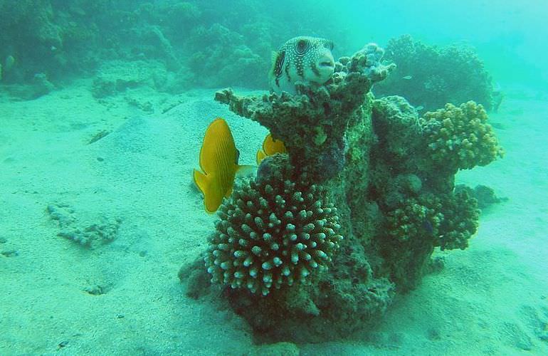 Dolphin House Reef - Ganztägiger Schnorchelausflug ab El Quseir 