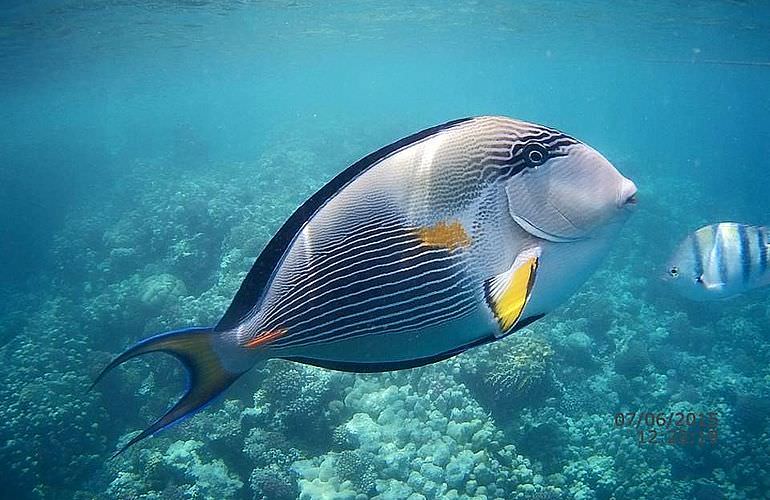 Schnorchelausflug zum Sataya Dolphin Reef von El Quseir aus