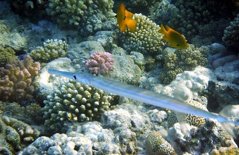 Delfin Tour in El Quseir - Schwimmen mit freilebenden Delfinen