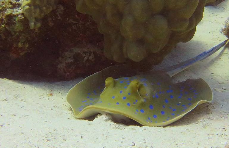 Delfinschwimmen in El Quseir- Begegnung mit Delfinen in freier Wildbahn