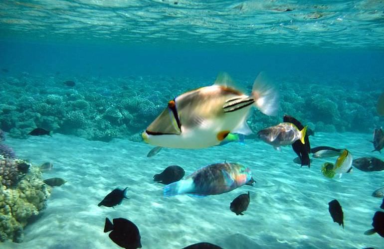 Dolphin House Reef - Ganztägiger Schnorchelausflug ab El Quseir 