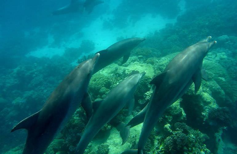 Sataya Dolphin Reef - Ausflug zum Schnorcheln ab El Quseir