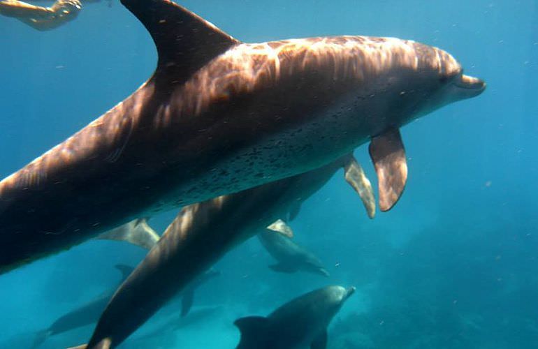 2-tägiger Schnorchelausflug zum Sataya Dolphin Reef von El Quseir