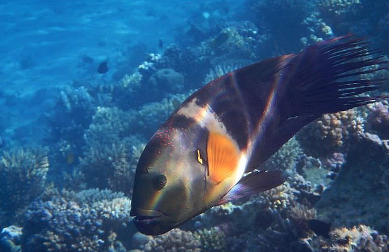 Schnorchelausflug zum Dolphin House Reef (Sha'ab Samadai) ab El Quseir