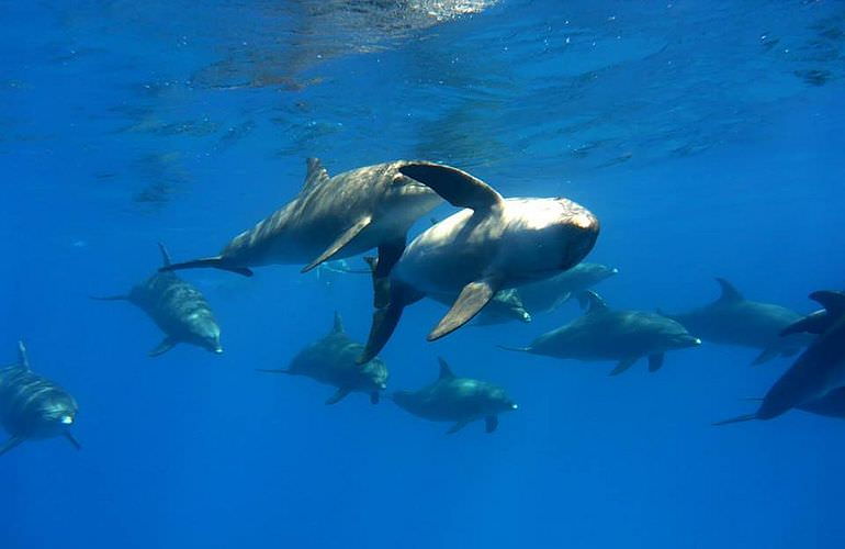 Delfinschwimmen in El Quseir- Begegnung mit Delfinen in freier Wildbahn